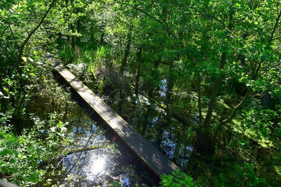 * * * Zwischen Himmel und Wasser * * *

Ein Spaziergang durch das Weingartener Moor