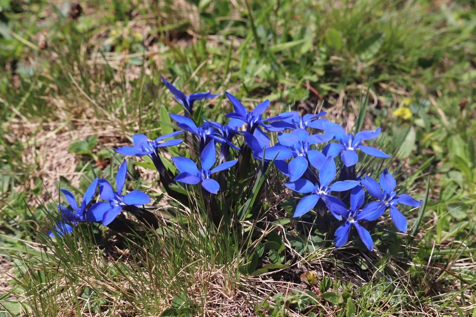 Blue blooms the gentian