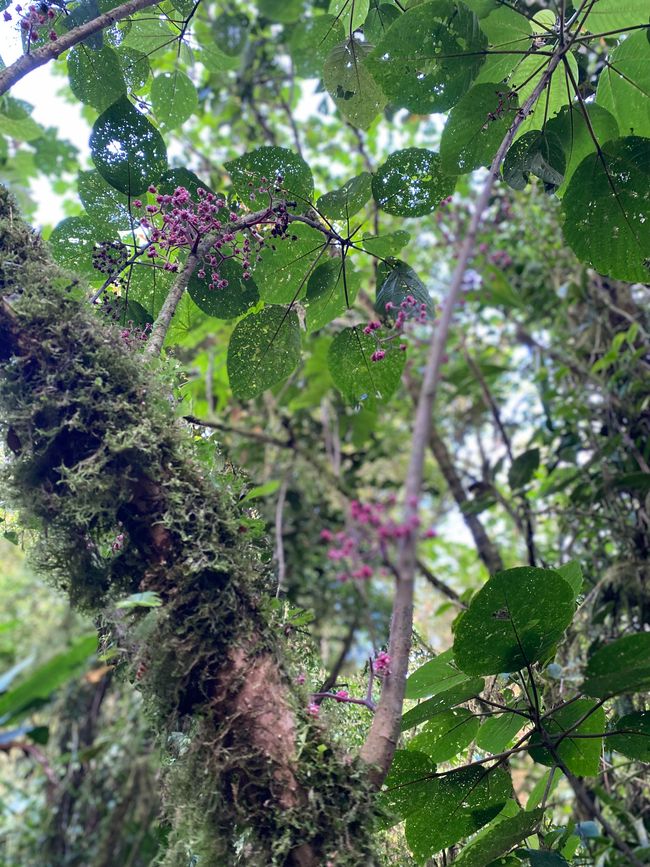 Monteverde