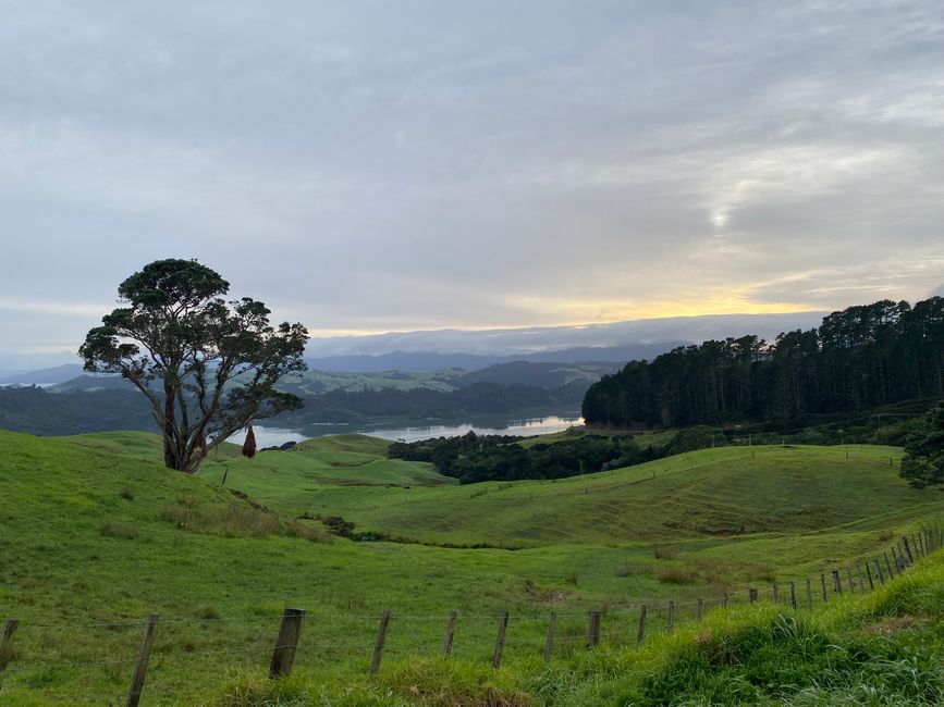 Coromandel loop
