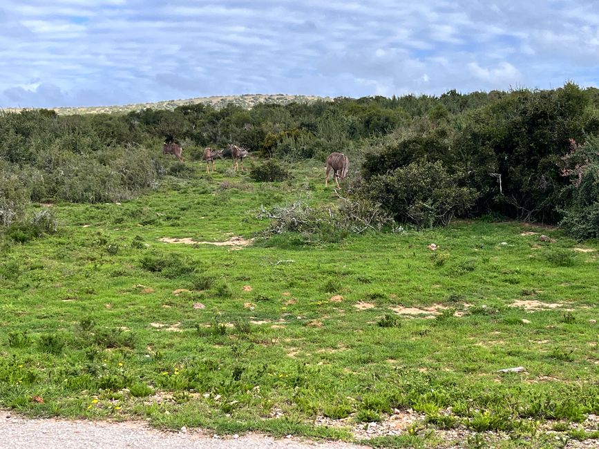 Addo Elephant Park