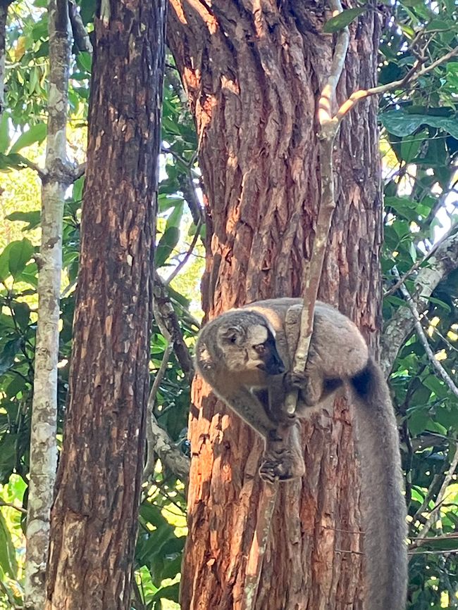 Maravilla de la naturaleza - Parque Nacional Andasibe