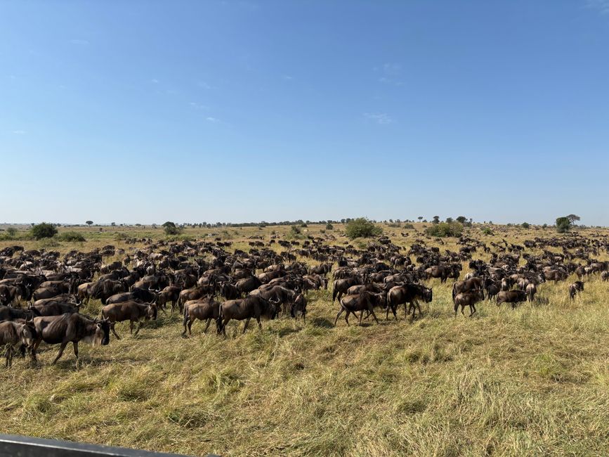 Serengeti Partie 2 - L'armée des gnous traverse la rivière Mara