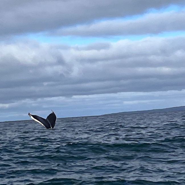 Whale Watching Husavik