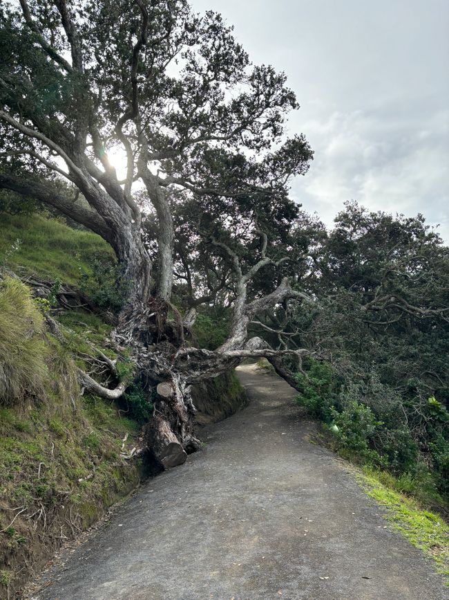 Path to Mount Maunganui