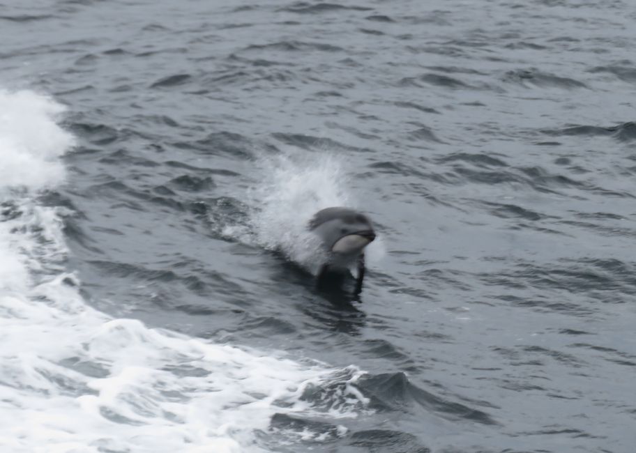 Ballena Jorobada