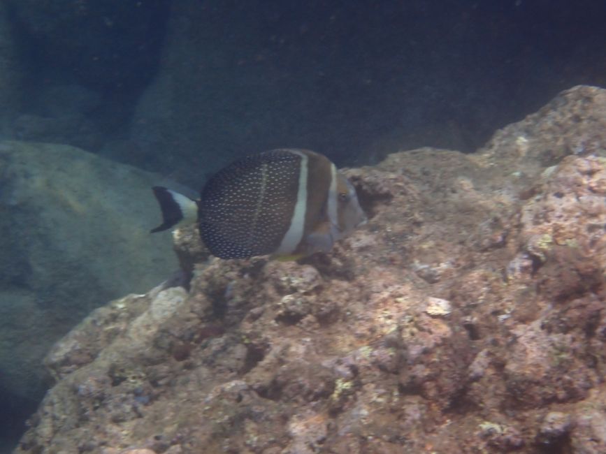 Côte Nord - Snorkeling à Shark Cove - Poisson-lip de perle