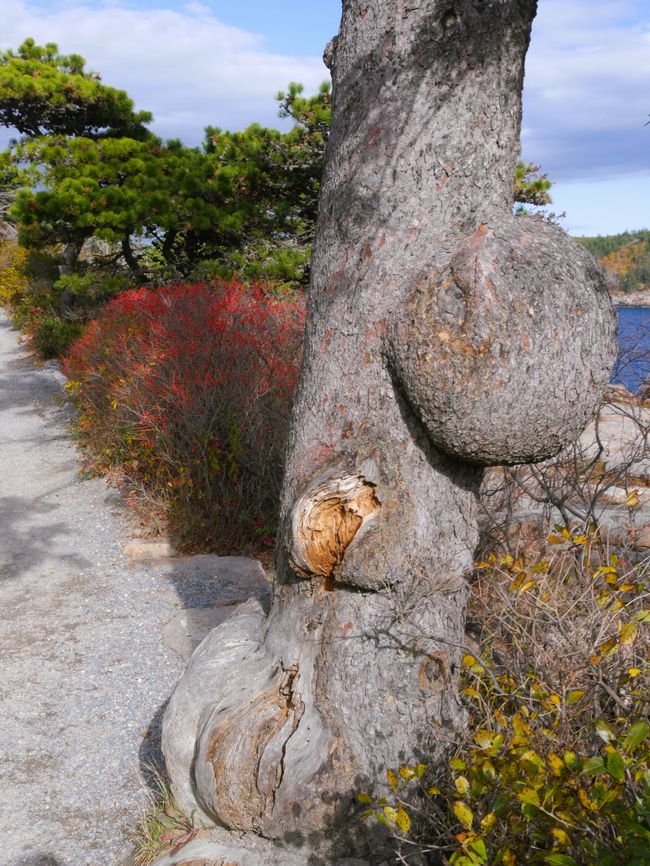 Acadia National Park