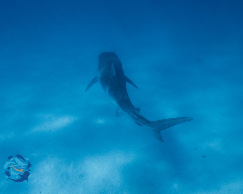 Snorkeling