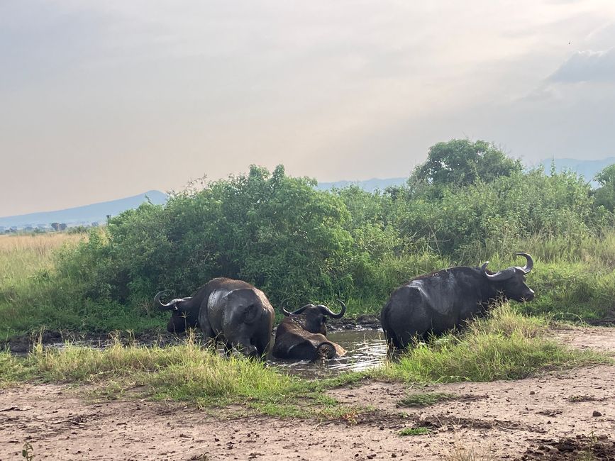 Queen Elizabeth Nationalpark