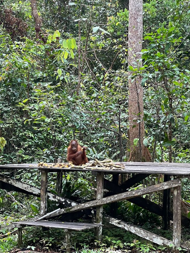 Orangutan Baby bei einer Essensstation