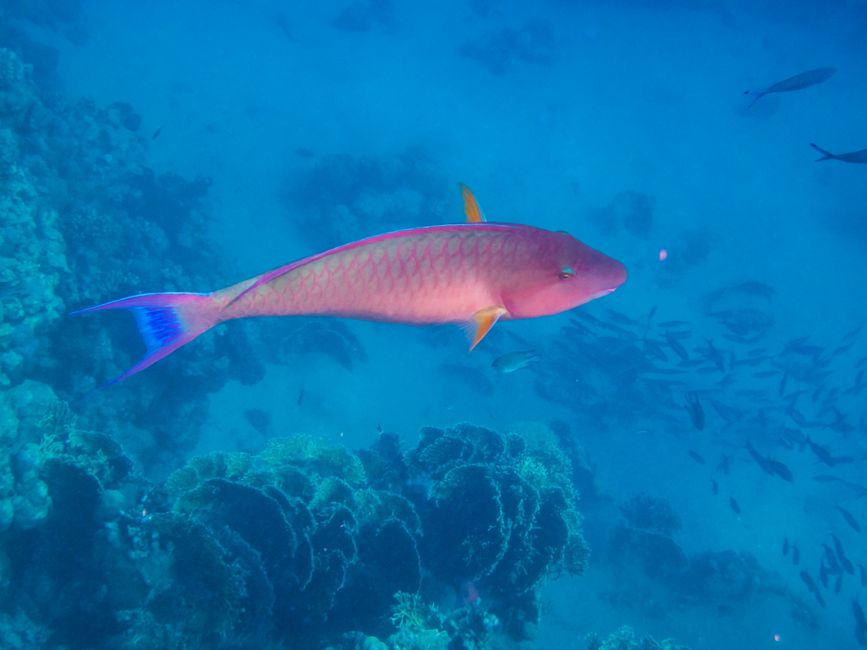 Poisson nez long indien