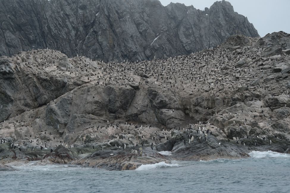 Zügelpinguin-Kolonie / Chinstrap penguin colony
