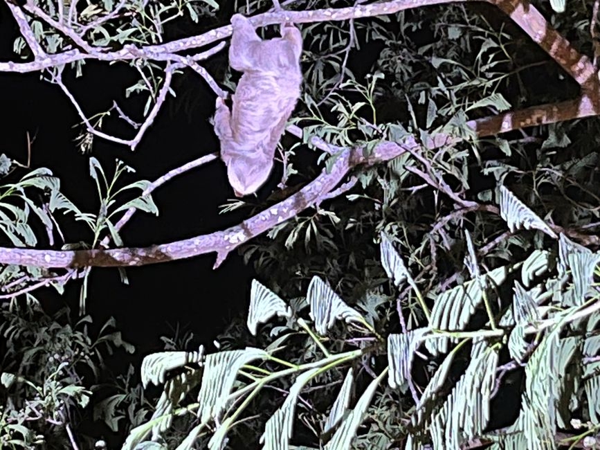 De Monteverde a Manuel Antonio