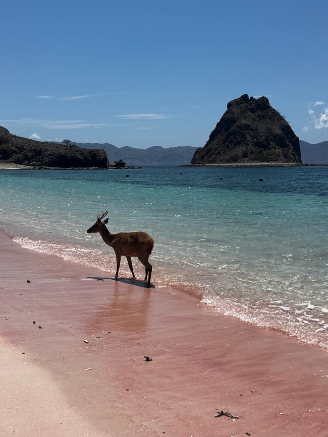 Komodo Tour