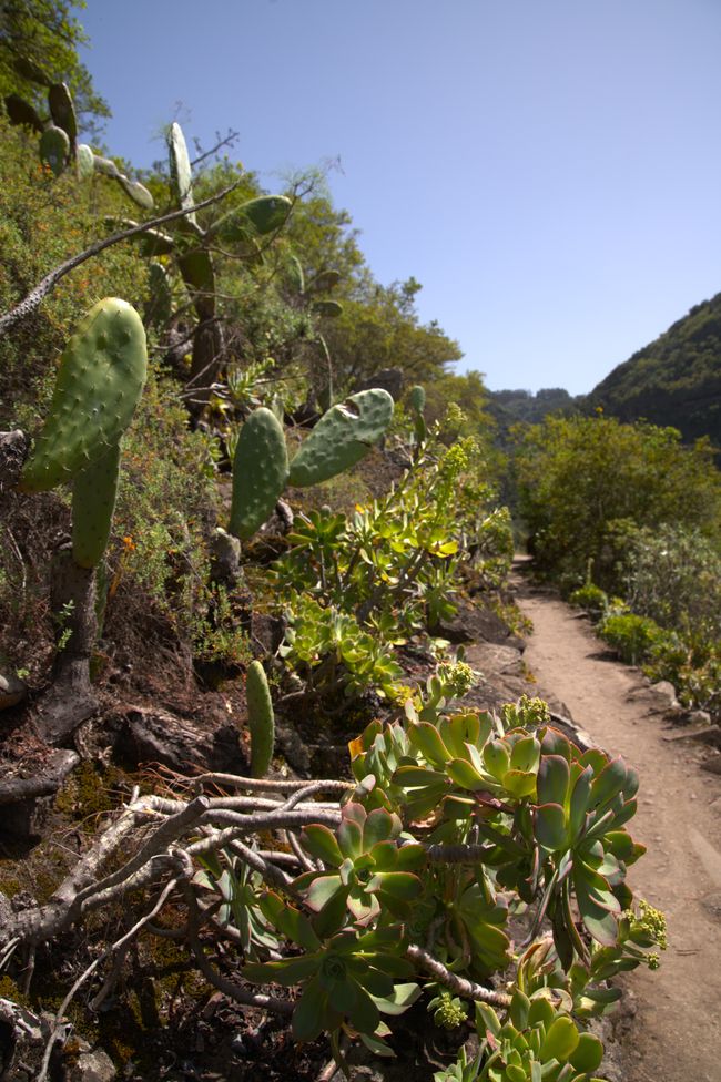 Los Tilos de Moya