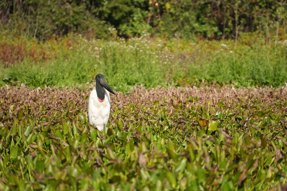 Excursión en barco en el Pantanal