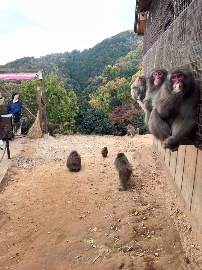 23.Kapitel: Arashiyama oder ein Tag von vorne bis hinten gelungen