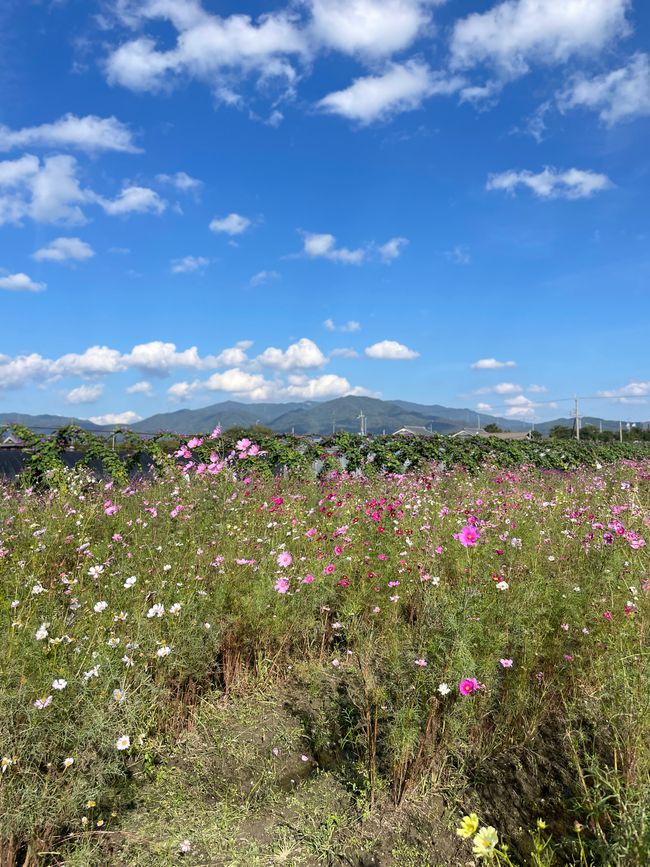 4.Kapitel: Ein bisschen vorzeitig ins Paradies