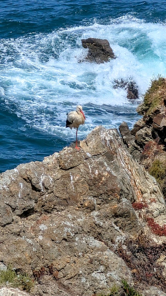 8. Etappe von Odeceixe nach Zambujeira do Mar