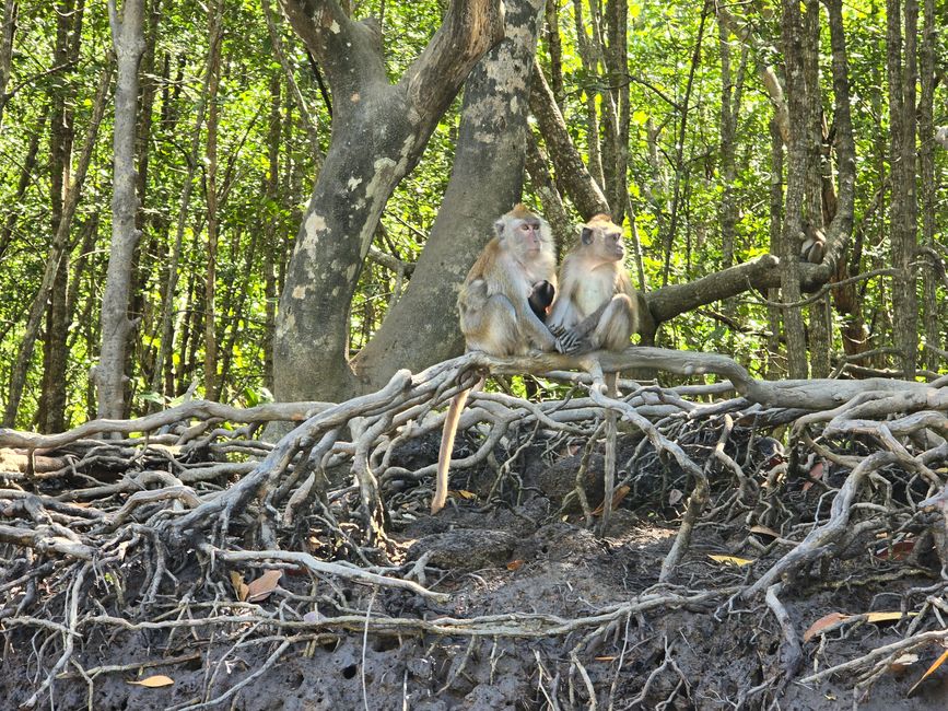 Langkawi - Reif für die Insel!
