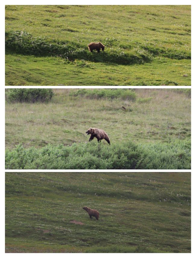 Grizzly 2