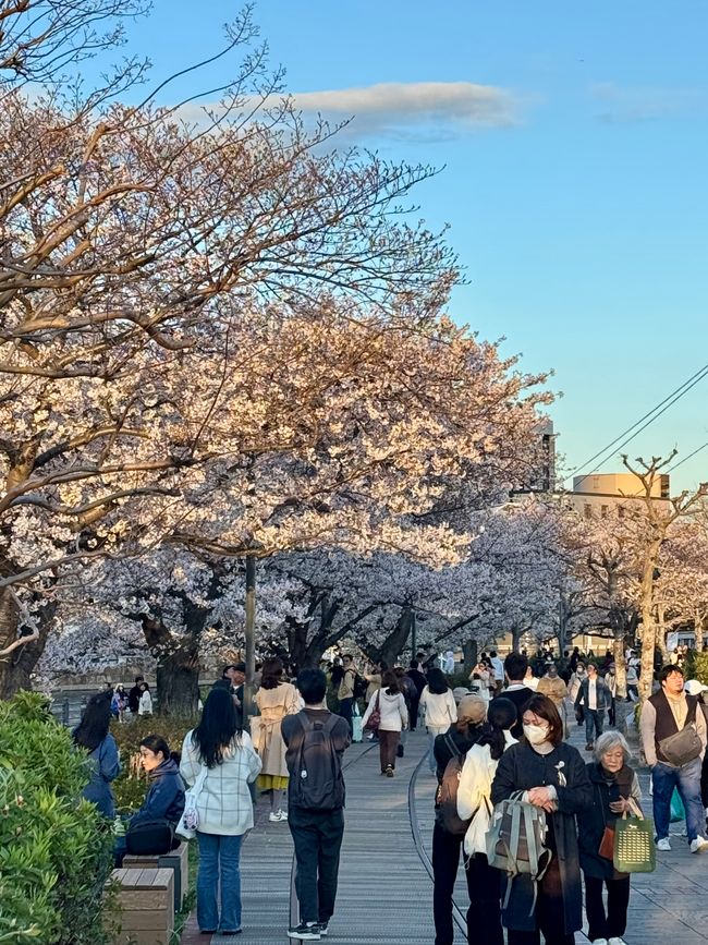 Parte 7
BENVENUTO IN GIAPPONE 🇯🇵
TOKYO