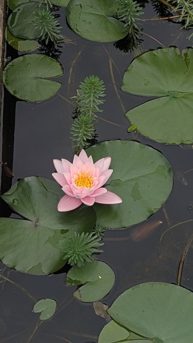 Tag 9: Funchal - mit einer rasanten Schlittenfahrt