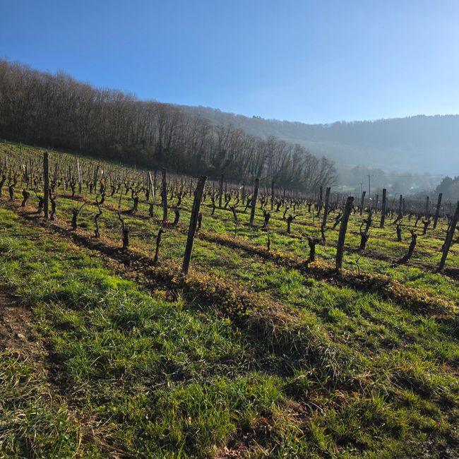 Weinberge soweit das Auge reicht