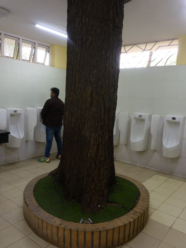 Ne pas uriner sur l'arbre !