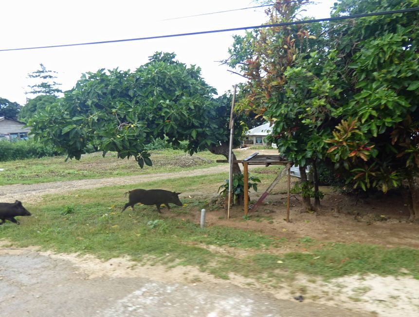 freilaufende Schweine