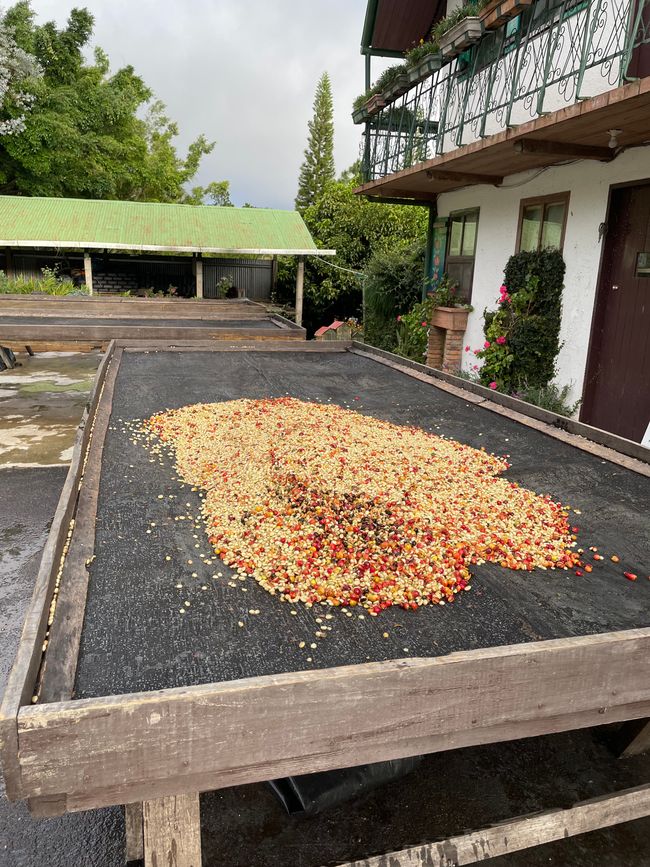 La Selva Negra - eine ökologisch geführte Kaffeefarm