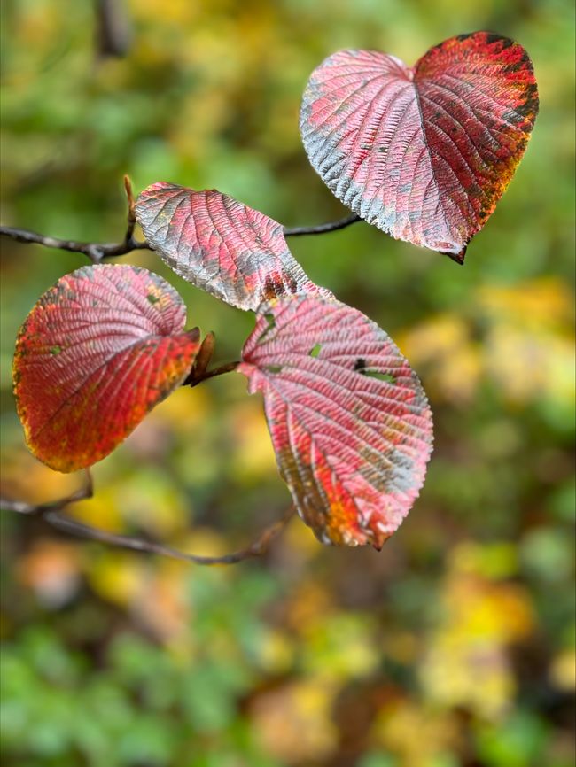 Beeren