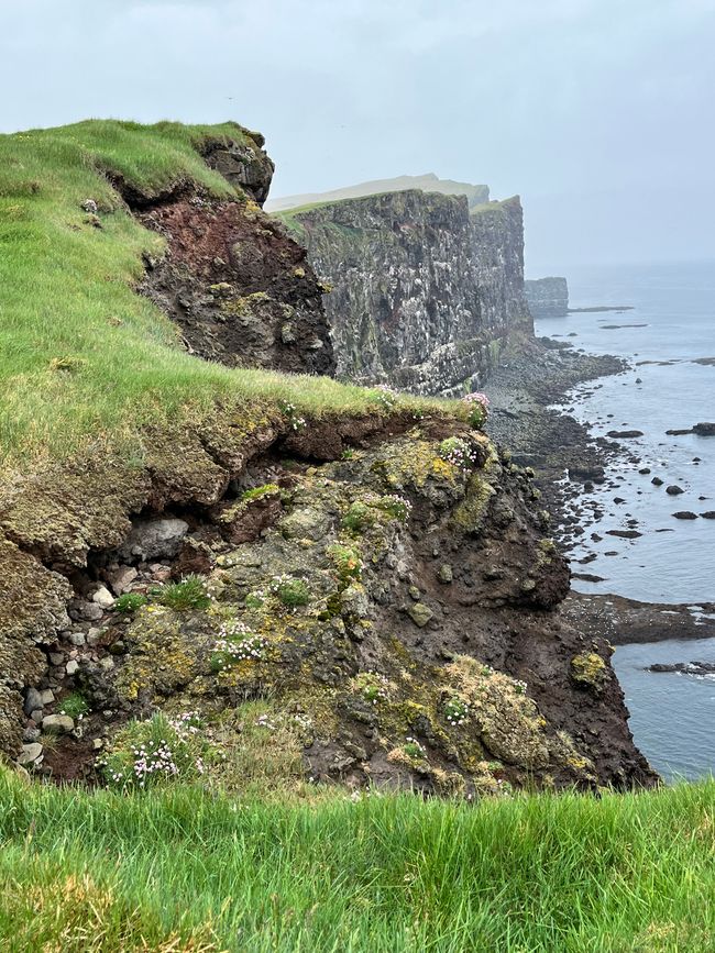 Auf der Jagd nach Puffins