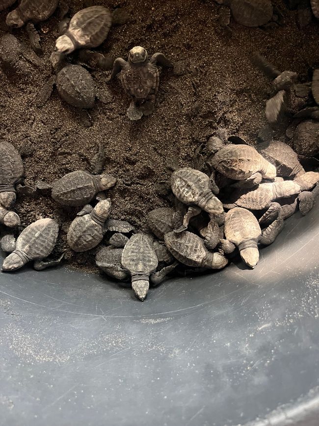 Turtle hugs