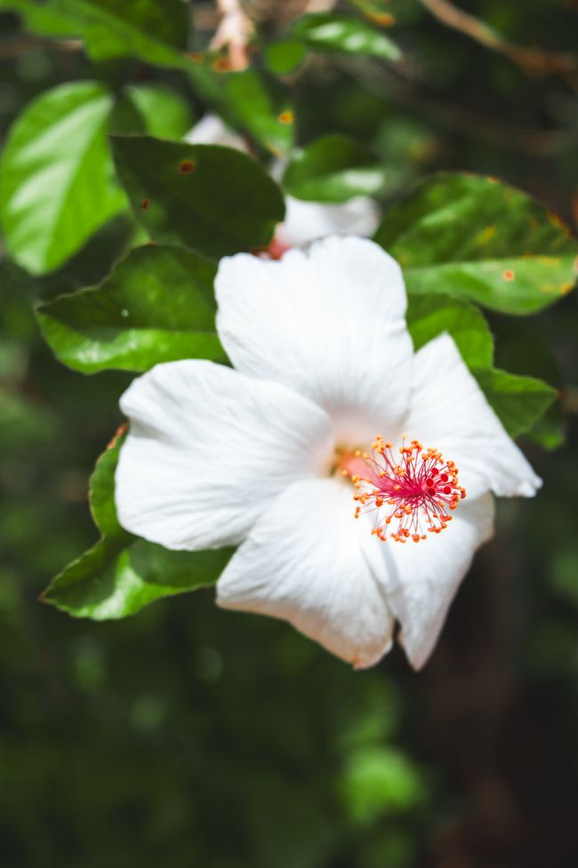 O'ahu, Hawaii