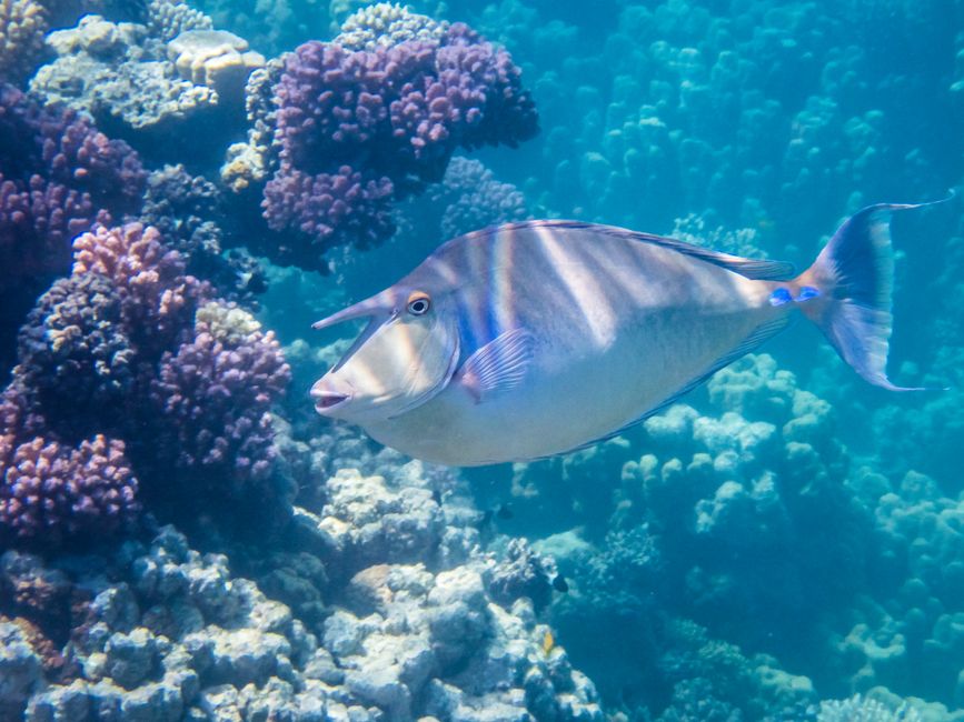 Poisson-chirurgien à bandes bleues
