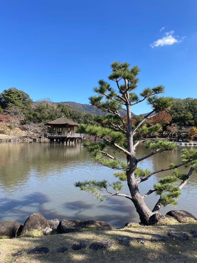 15. Capitolo: Visita al grande Buddha e sabato pomeriggio nel parco con proposta dal vivo