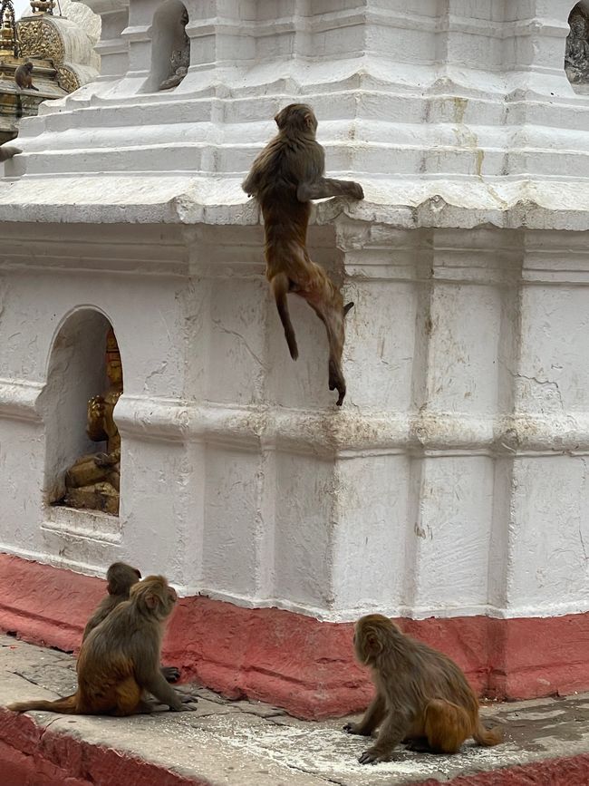 Of child deities and thieving monkeys