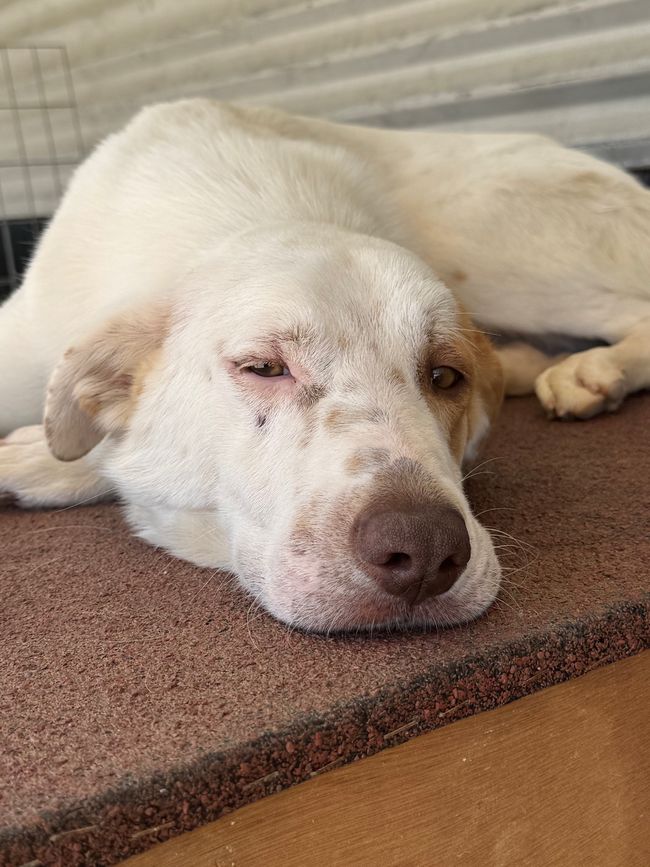 Shelterlife 496
