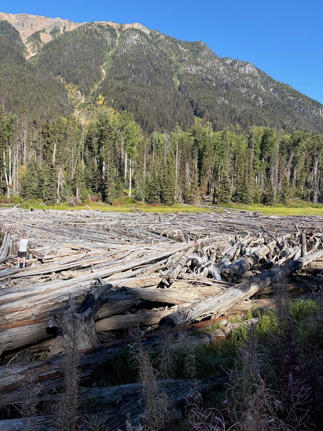Kanada 6/21 - Whistler nach Revelstoke