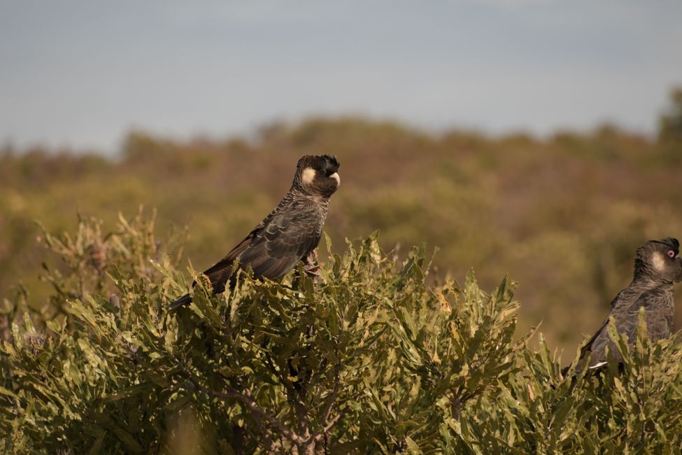 Nambung NP - Carnabys Weißohr-Rabenkakadu / Carnaby's Black-Cockatoo