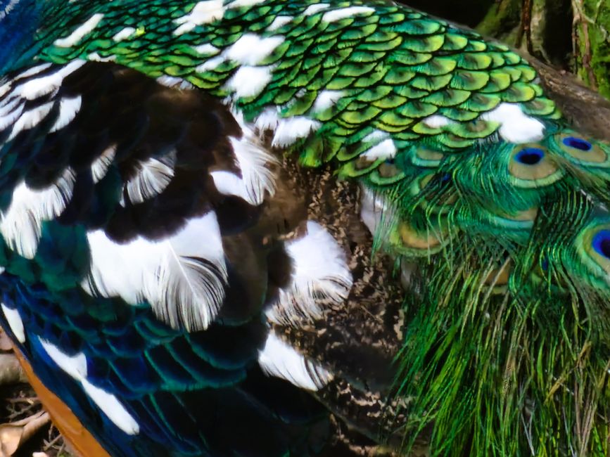 Bird Park