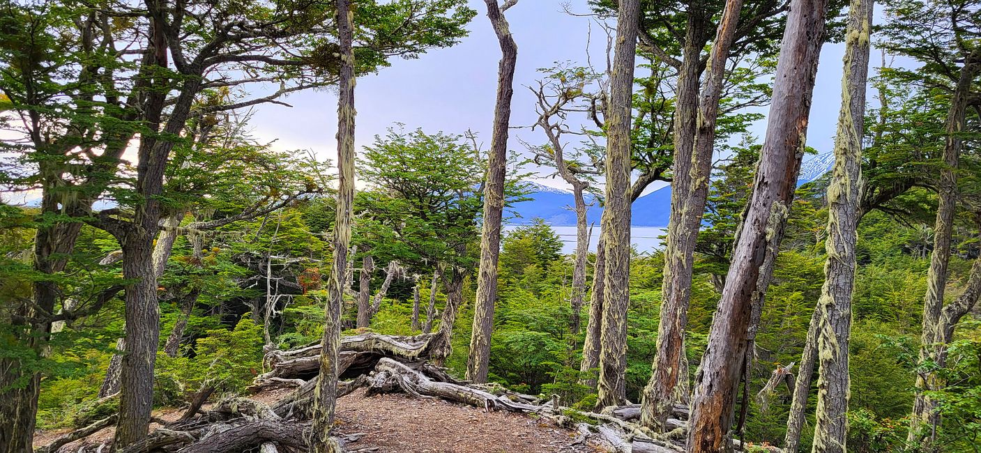 Puerto Williams, Insel Navarino