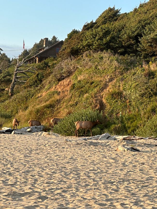 Oregon Pacific Beach