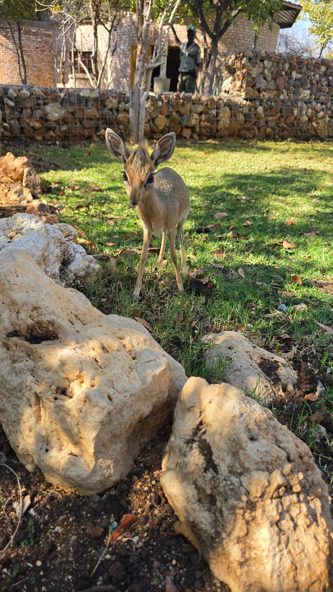 Damara Dikdik
