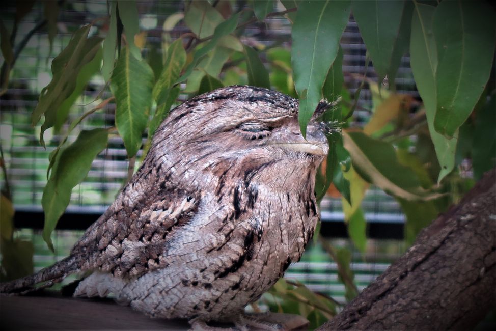 Tawny Frogmouth
