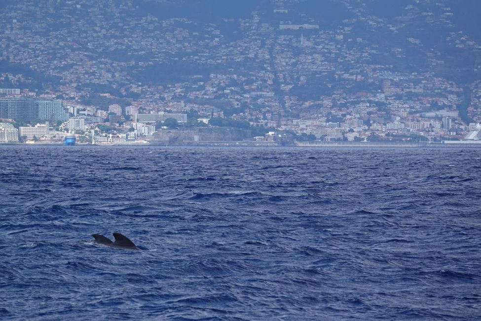 Hoy en catamarán por el Océano Atlántico