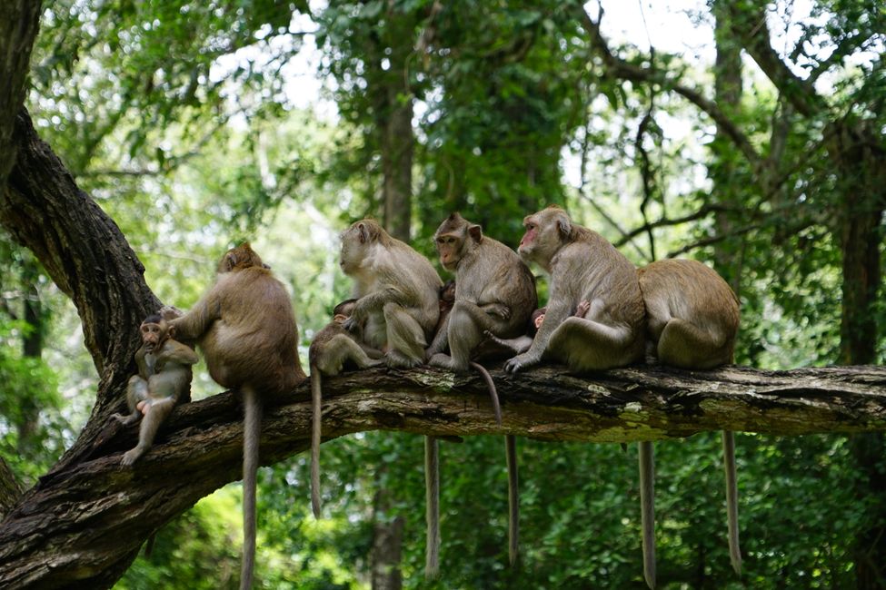 Los templos de Angkor