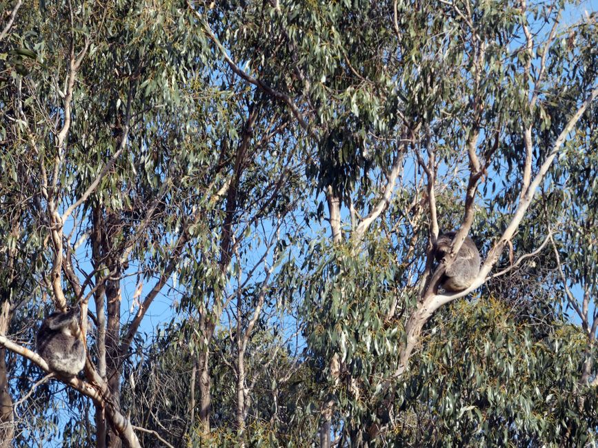 Tower Hill Wildlife Reserve